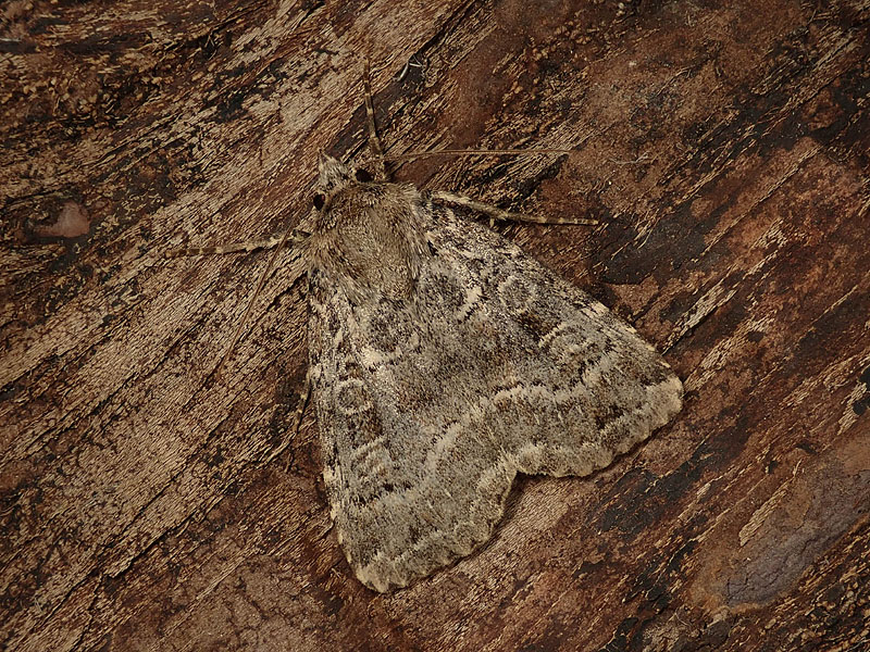 Noctuidae: Brachylomia viminalis? No, Naenia typica